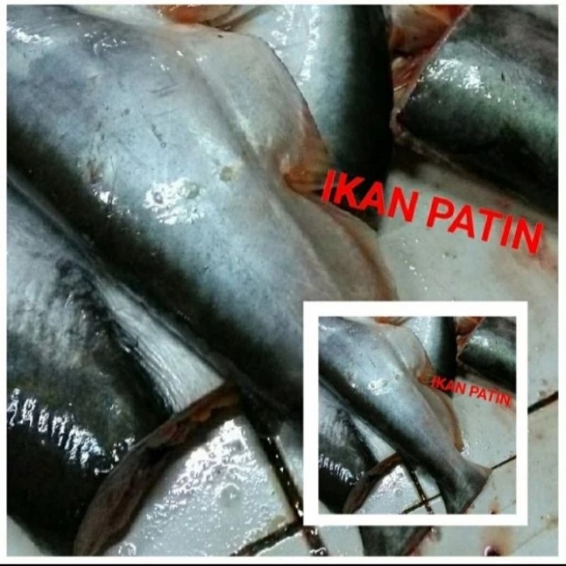 

IkanPatin