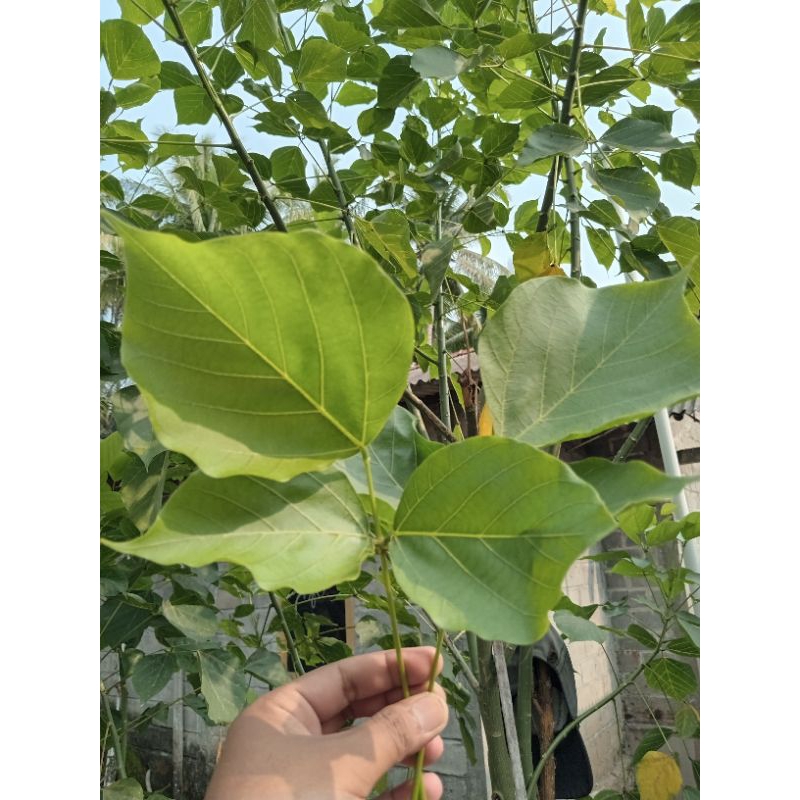 

Daun dadap serep organik herbal