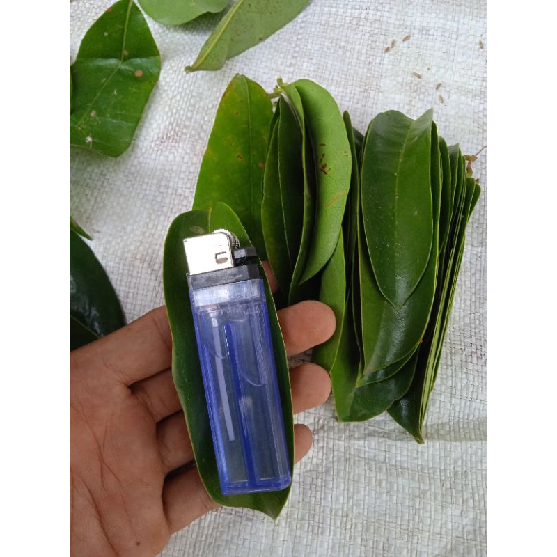 

Daun Sirsak Alami untuk Kesehatan Tubuh (50 lembar)