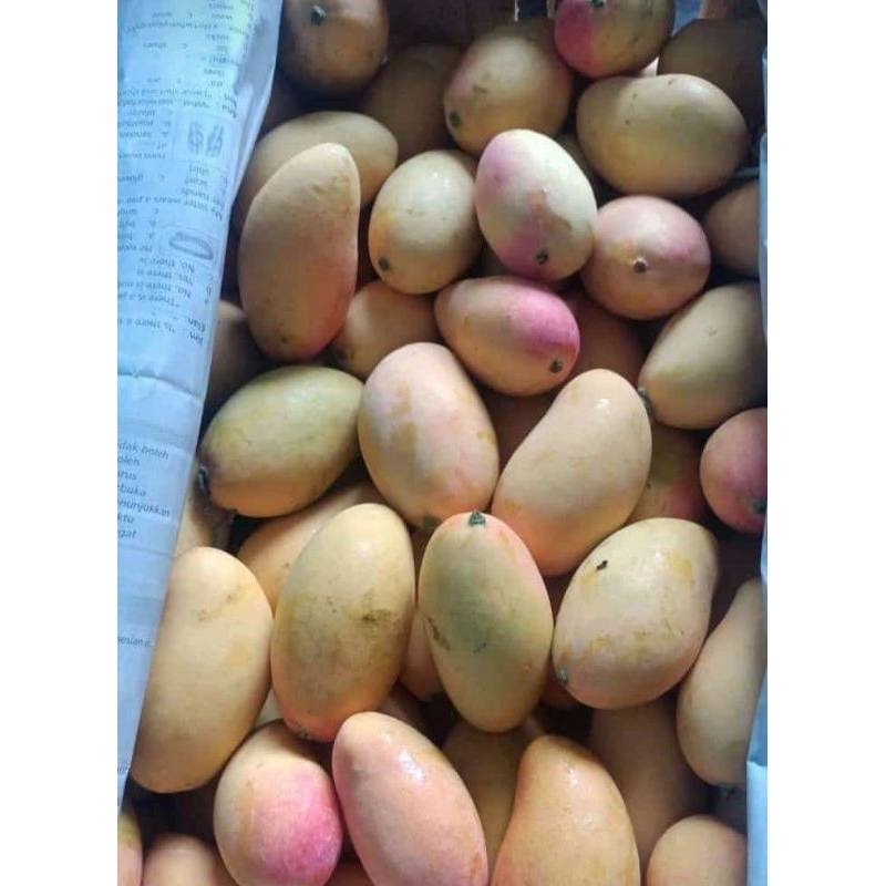 

Mangga Podang Gincu ( Mangga Manis)