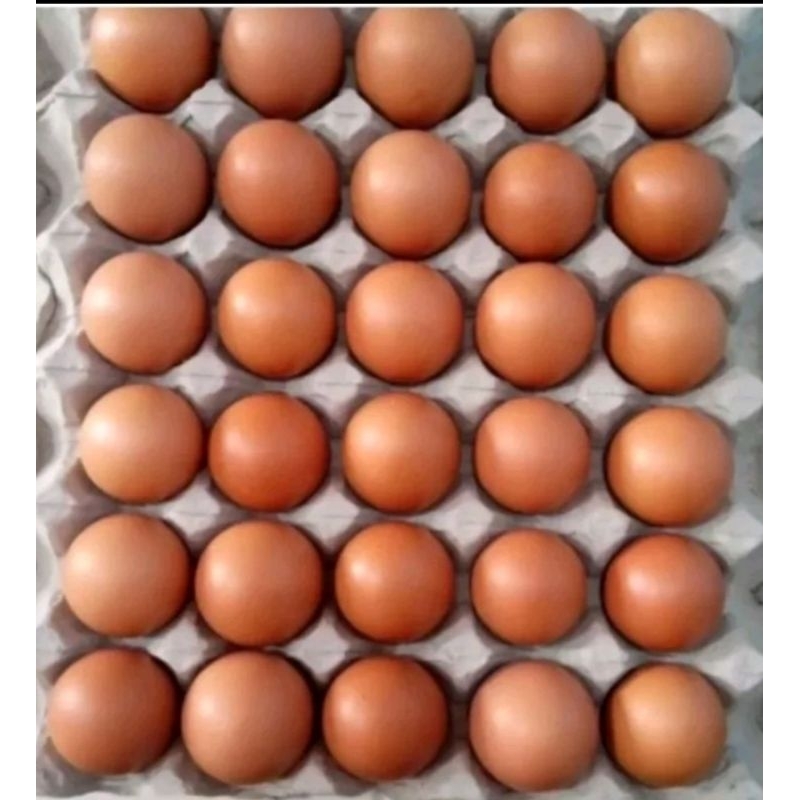 

KL TELUR