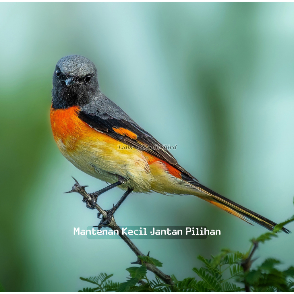 Burung Mantenan Mini Pilihan Jantan