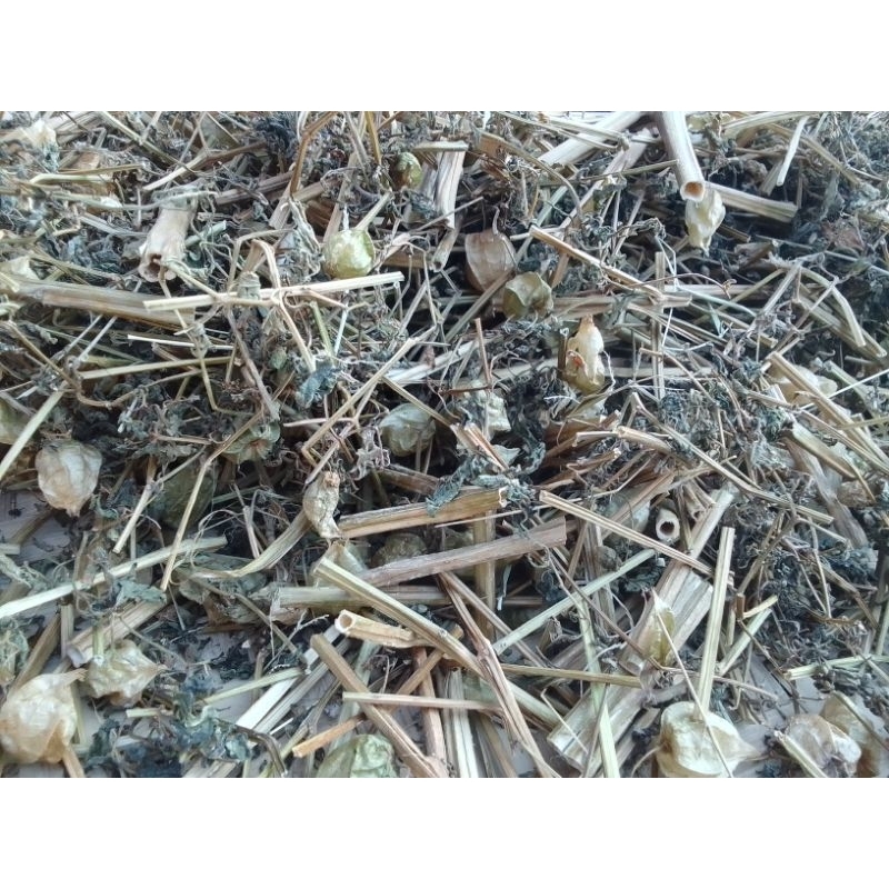 

Daun Plus Batang Cimplukan Kering Potong Per 500 Gram Atasi Penyakit Parkinson