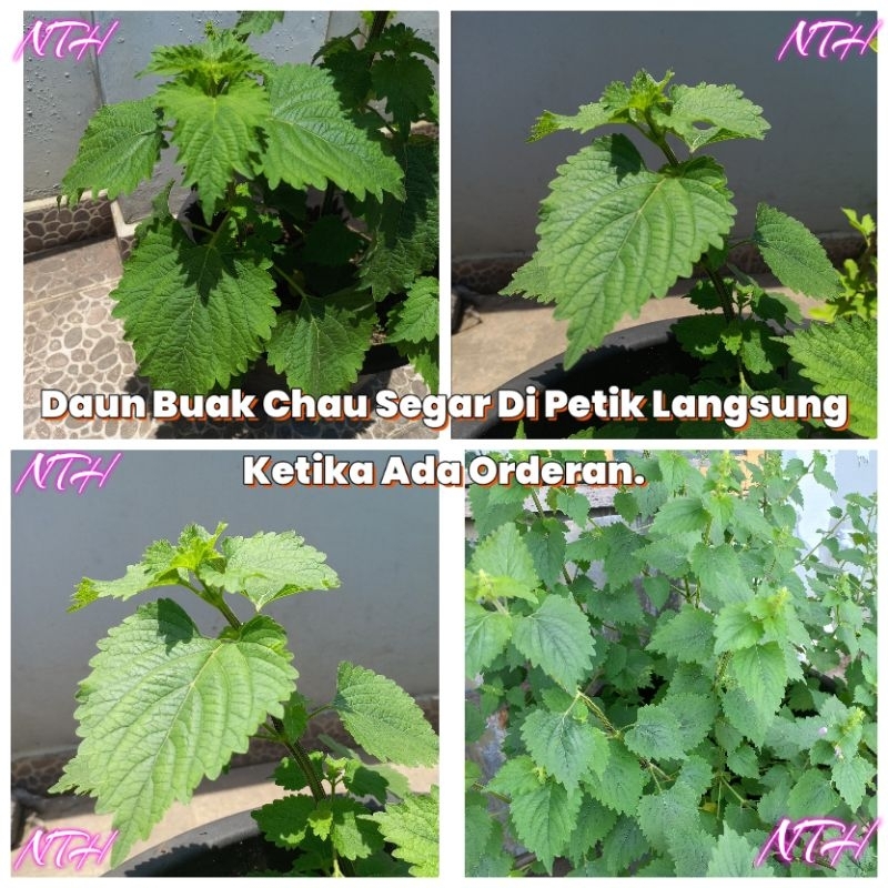 

Daun Buak Chao Segar Anisomeles Indica HARGA PER DAUN