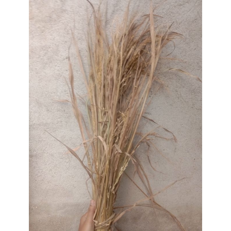 jerami padi/batang padi kering