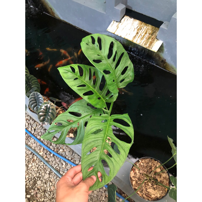 monstera acuminata
