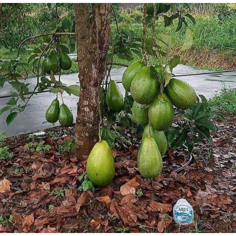 Bibit Alpukat Miki Berbunga / Berbuah Kirim Full Media