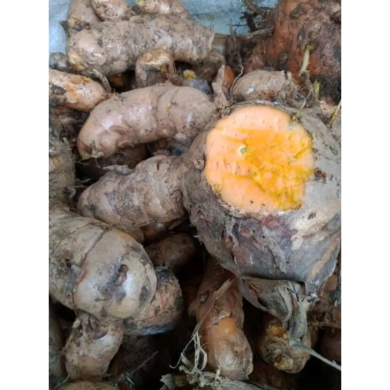 

KONENG GEDE TEMULAWAK BIANG TEMULAWAK 1KG SEGAR FRESH