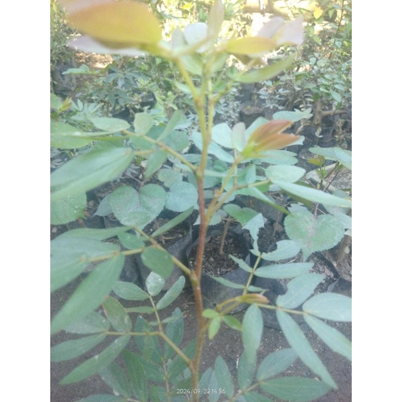 kaliandra Sulimaraja daun padat