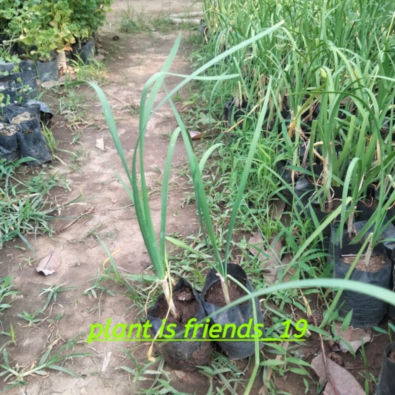 BIBIT KUCAI TANAMAN DAUN KUCAI BUMBU MASAKAN