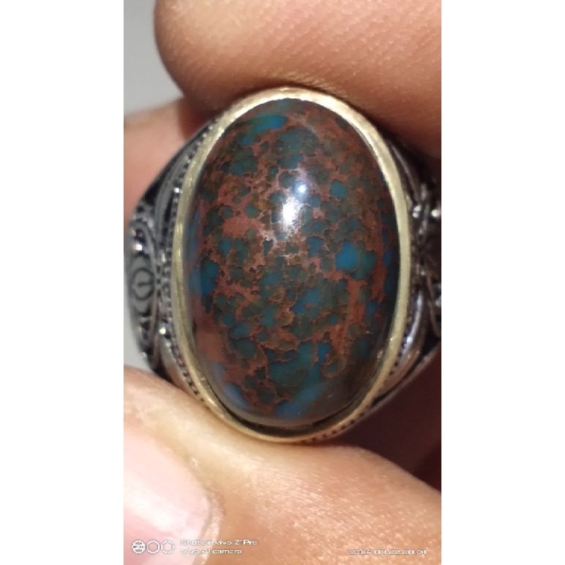 pirus biru mesir kwalitas pilihan