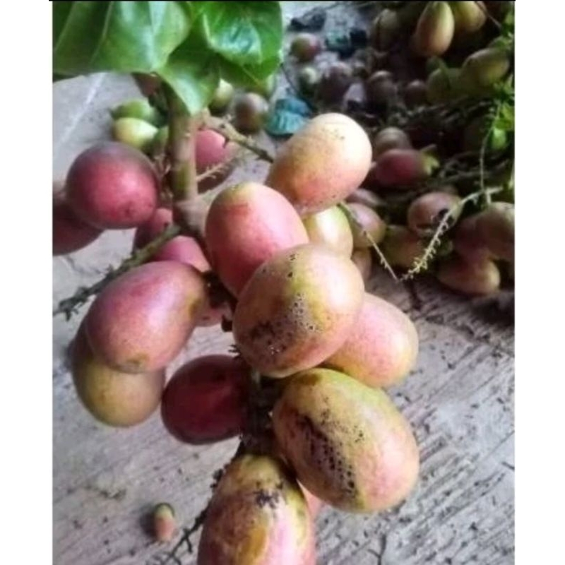 

matoa Fress full daging 1kg