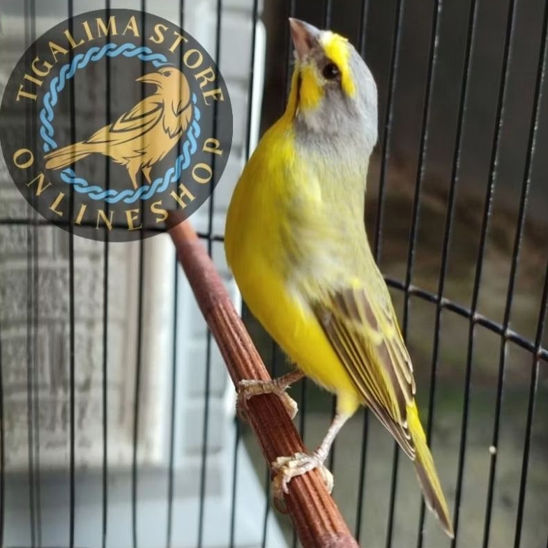 MOZAMBIK AFRIKA JANTAN PILIHAN