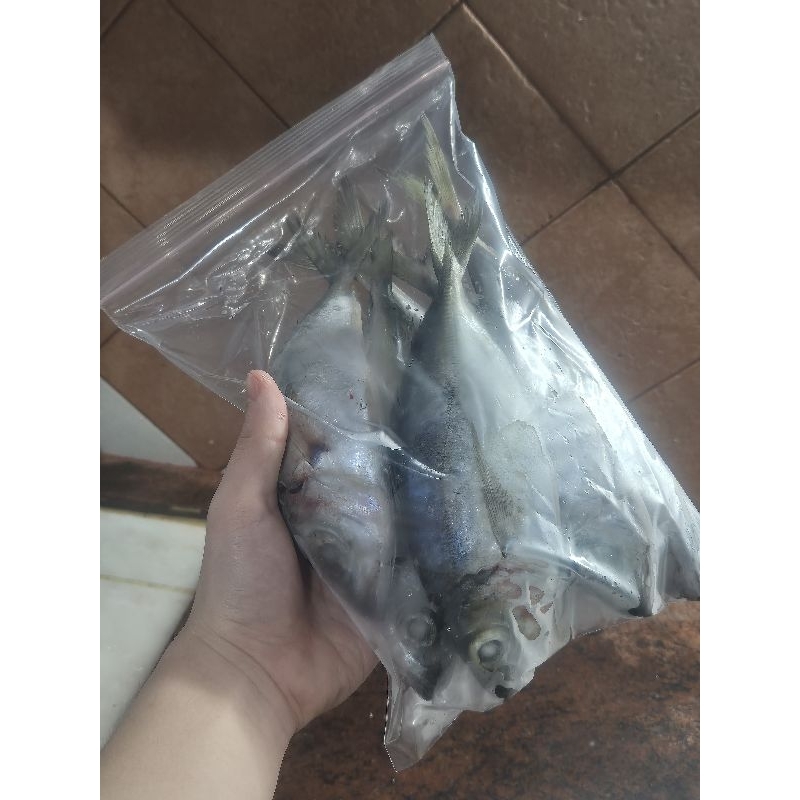 

Chang fish Ikan Mata Besar yg Ukuran Besar Beku Langsung di Beku dari Kapal