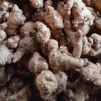 

Jahe Emprit Ukuran Sedang dan Kecil | 500 gram