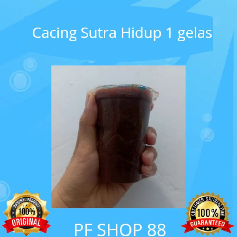 Cacing Sutra Casut Hidup 1 gelas pakan ikan hias