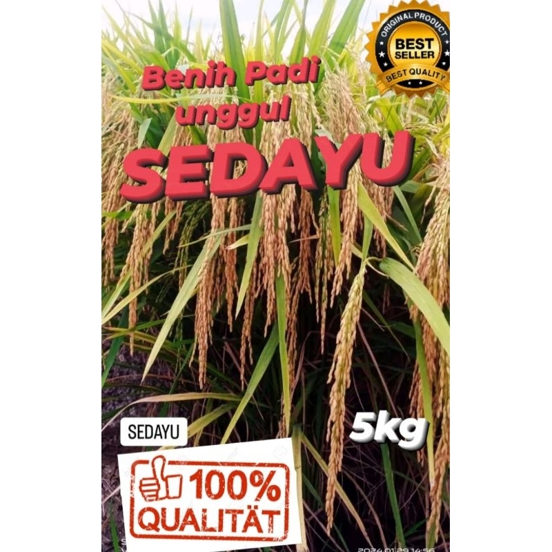 Benih Padi Unggul SEDAYU