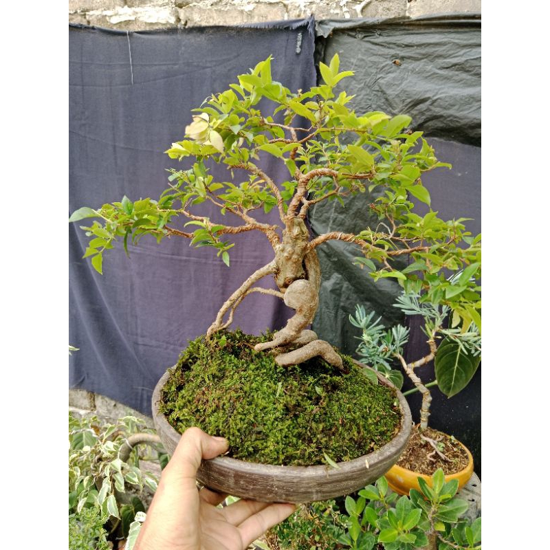 bonsai anggur Brazil micro