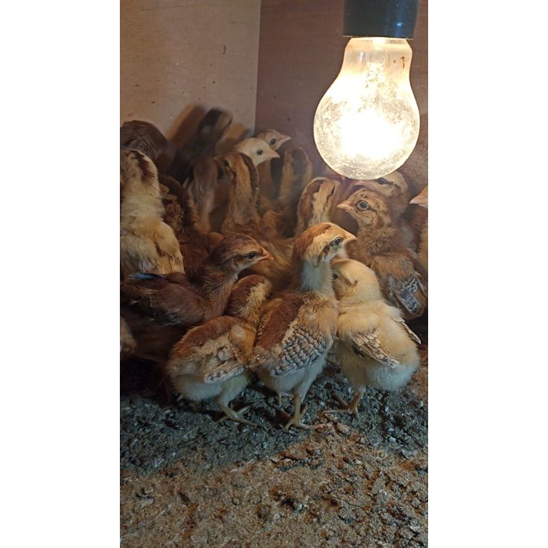 10 ekor bibit anak ayam kub kampung unggul balitbangtan umur seminggu