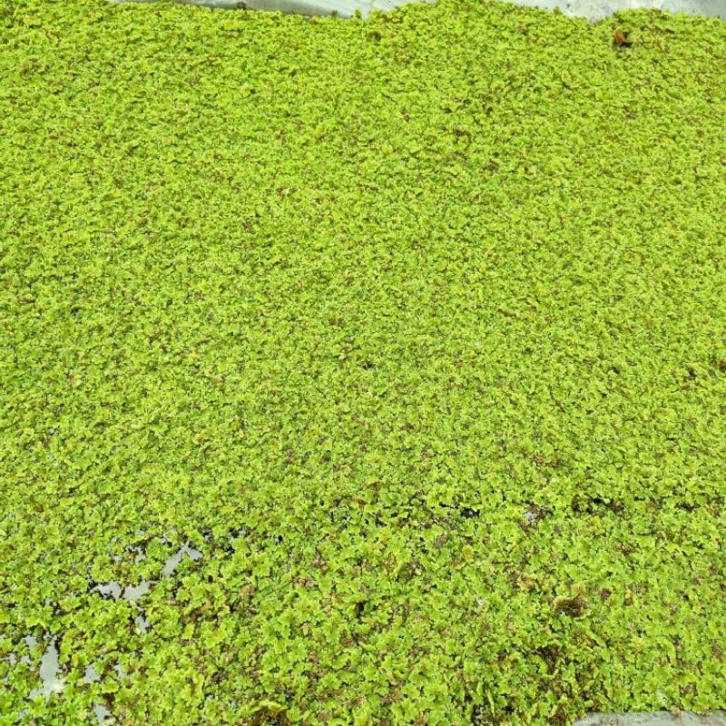 bibit azolla