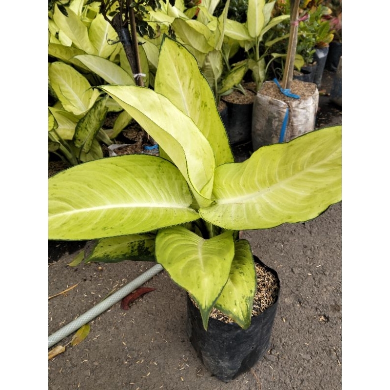 Tanaman Hias Tisu Bahagia - Tanaman Diven Bachia White- Aglonema Tisu