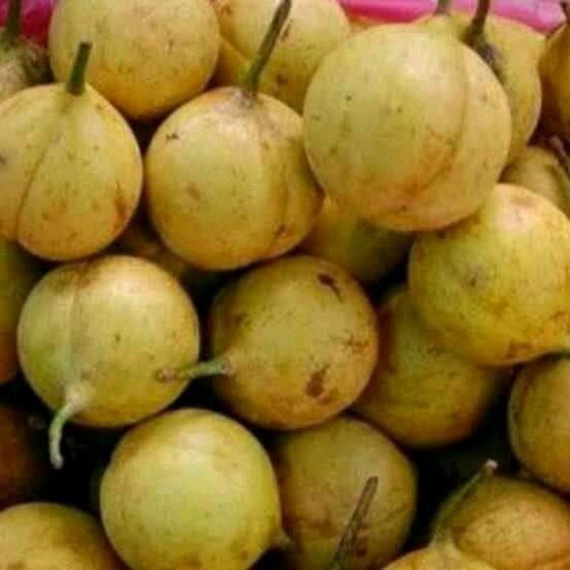 

Buah pala bulat utuh - buah pala belum kupas segar organik 1kg