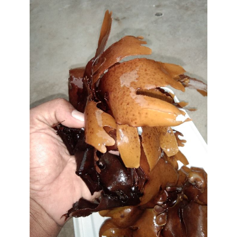 

Rumput Laut Almanaria | Palmanaria | alga coklat 1 kg Fresh