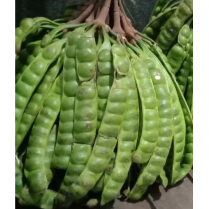 

PETE / PEUTEUY Pendek Sortir 15 Papan