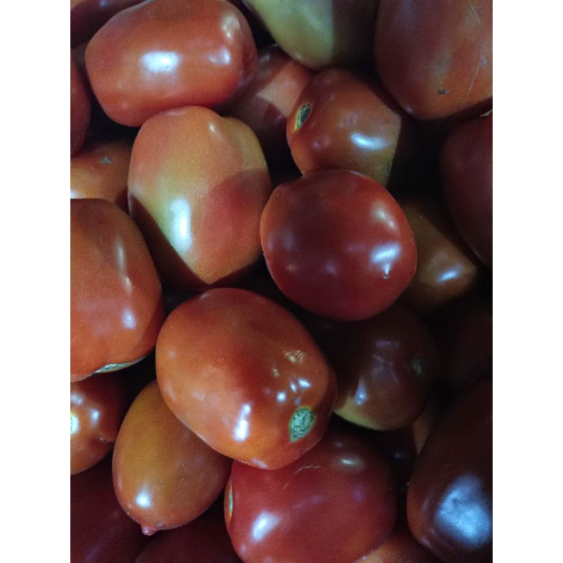 

Tomat Merah segar Murah