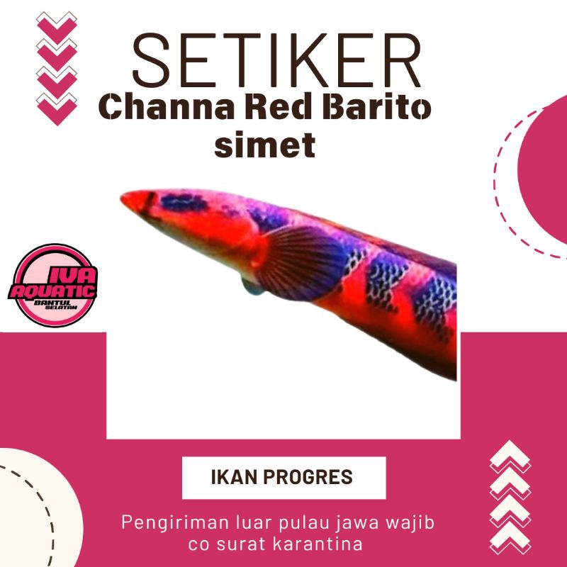 

setiker channa red barito