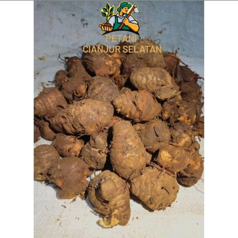 

Empu Kunyit 1kg | Induk Kunyit | Inung Kunyit | Bongol Koneng | Herbal