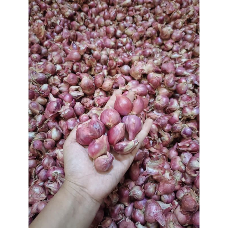 

bawang merah