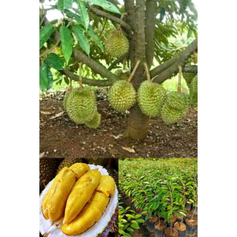 Bibit Tanaman Buah Durian Bawor asli hasil okulasi