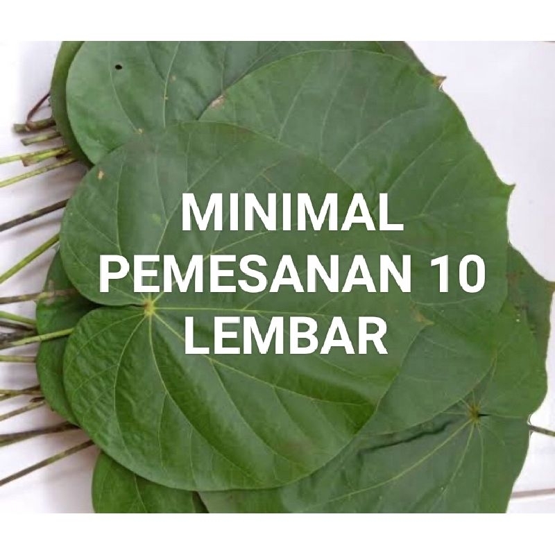 

daun waru fresh murah di ambil dadakan PER LEMBAR