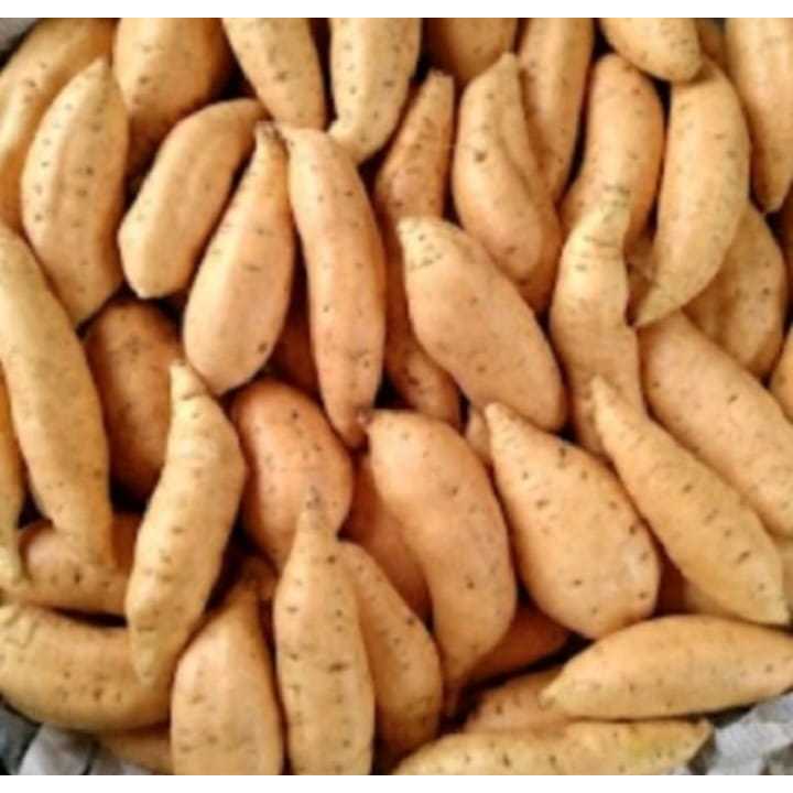 

NOB Ubi Madu Cilembu Mentah super 1kg Kualitas AB