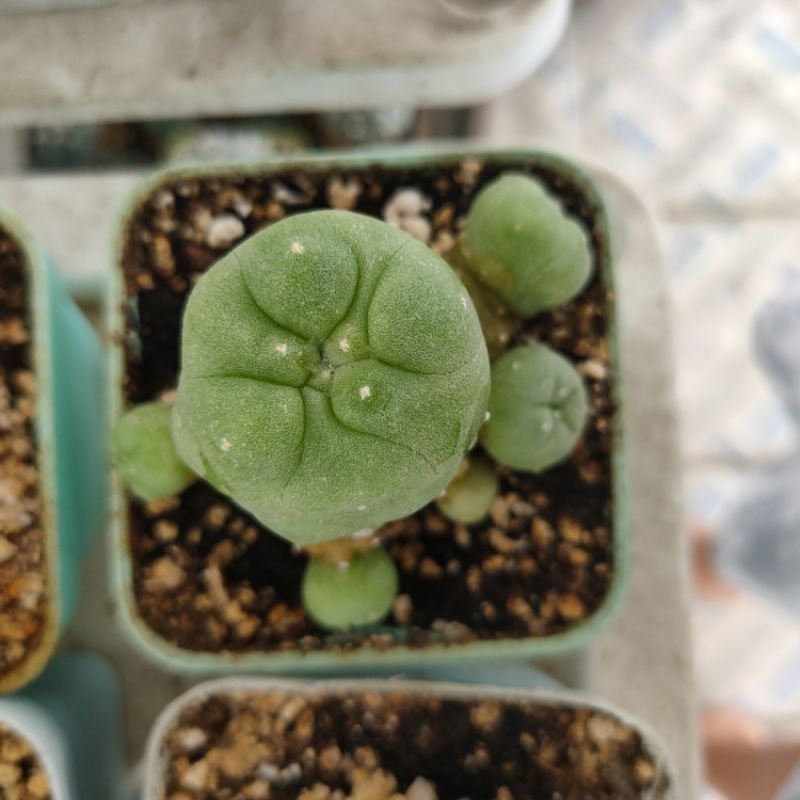 kaktus lophophora diffusa