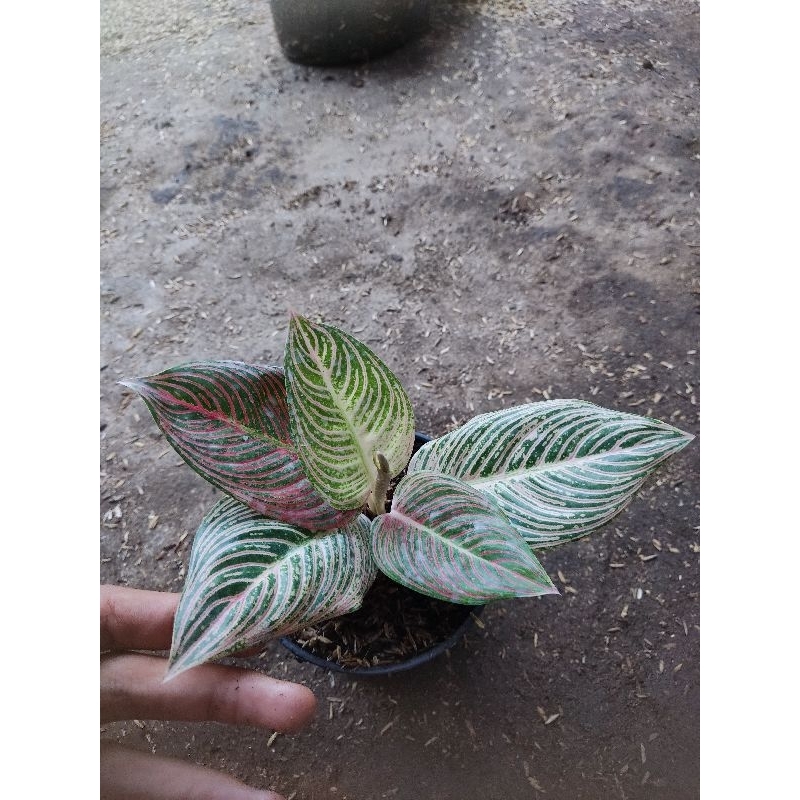 paket 2 Aglonema tanian lokal golden hope dan asri black