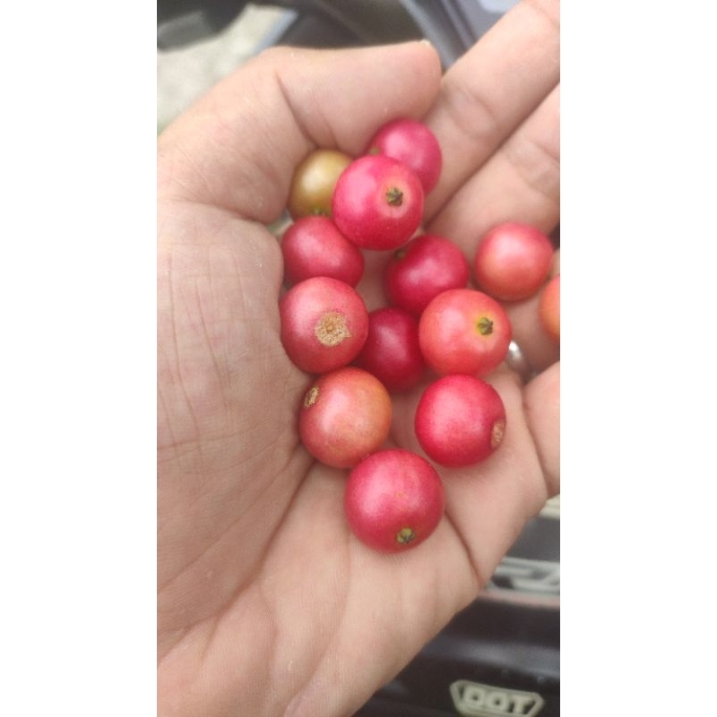 Buah kersen segar instan gosend 250Gr