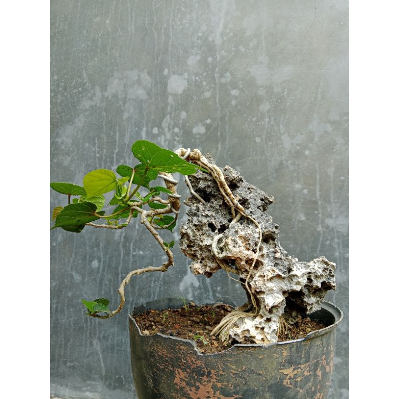 Bahan Bonsai Waru Taiwan | Waru OTR