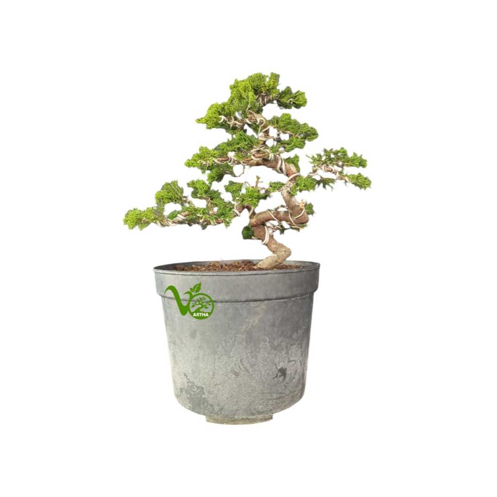 Bonsai Cemara Sinensis pot Plastik 04