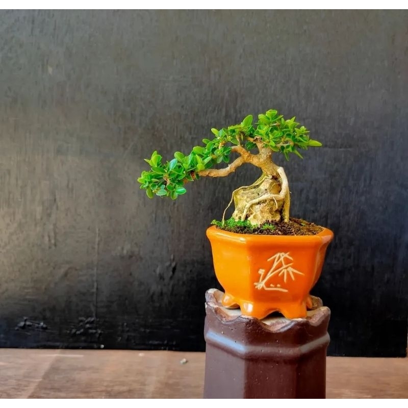 Sancang Shito Bonsai Mini Pohon Hidup RANDOM BUNDLING