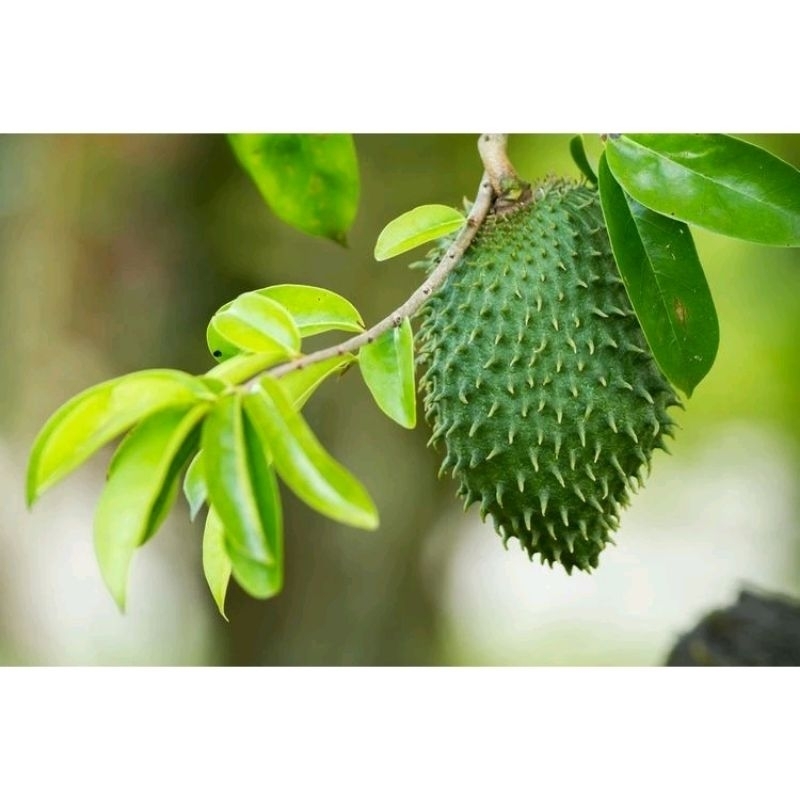 

Daun sirsak fres 1kg no kimia