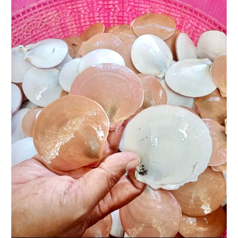 Tepung kerang simping 1kg
