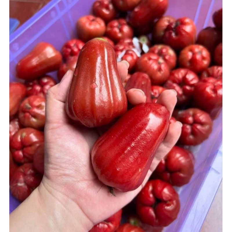 

jambu citra/cincalok/jambu air