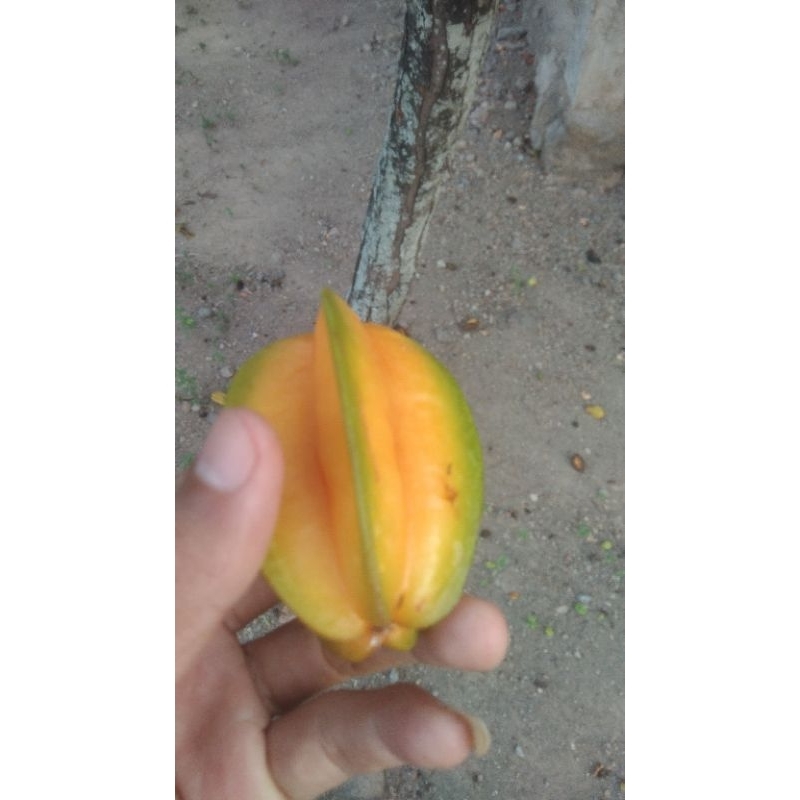 

buah blimbing ori