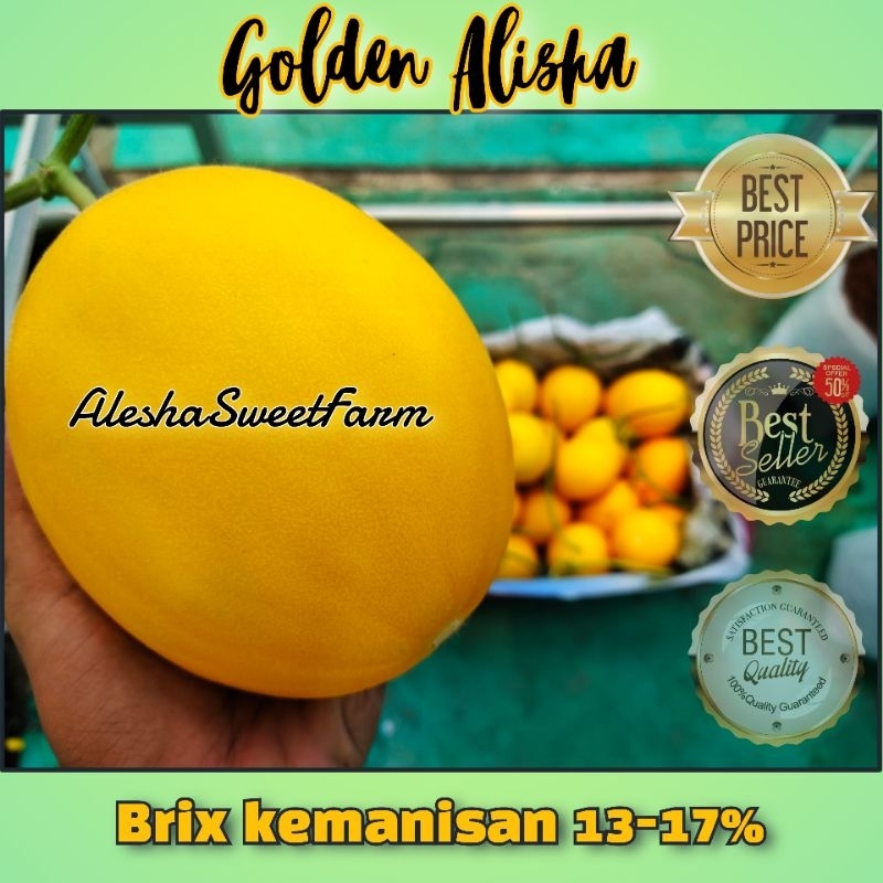 Buah melon golden alisha - melon premium hidroponik