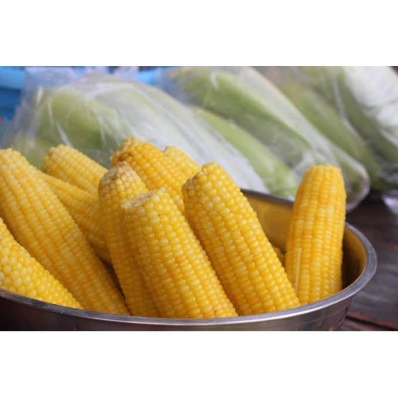 

JAGUNG MANIS FRESH per-Kg