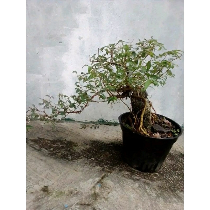 bahan bonsai Putri malu