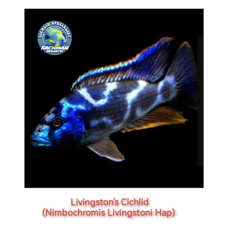 Livingstoni (Nimbochromis Livingstonii) Cichlid African Size 5-6cm