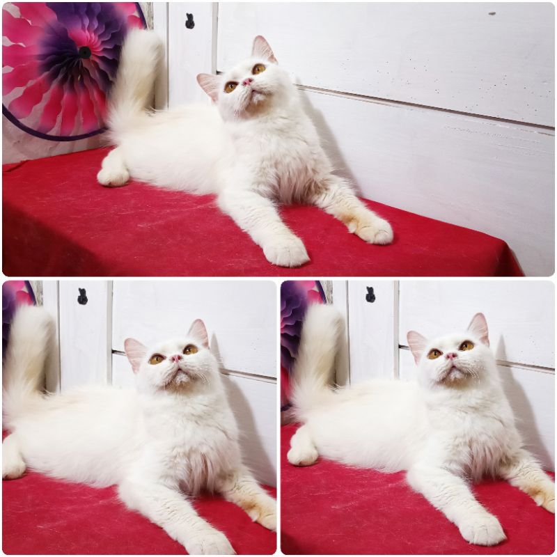 Kucing Persia Putih Polos |Free Ongkir |Keranjang
